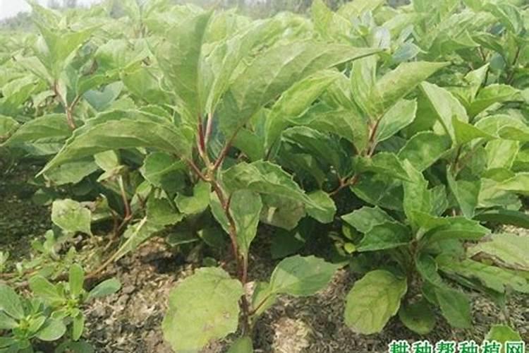 湖北玉米一年可以种几次