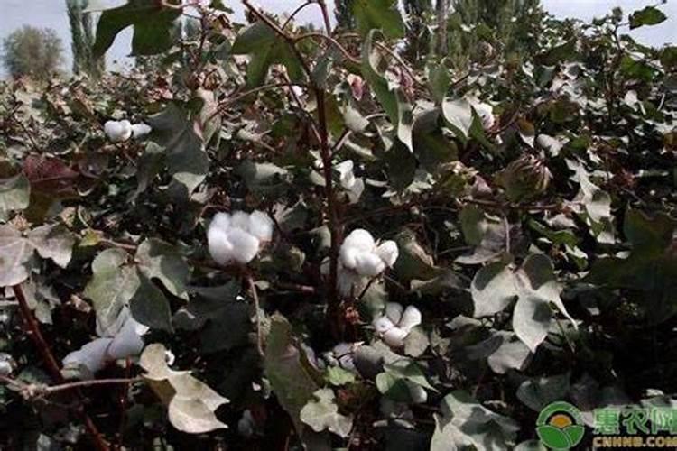 沃柑树苗一般几年结果沃柑树苗一般2年结果对吗