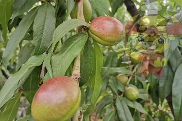 种菜花几天浇一次肥料合适？原因是什么呢？