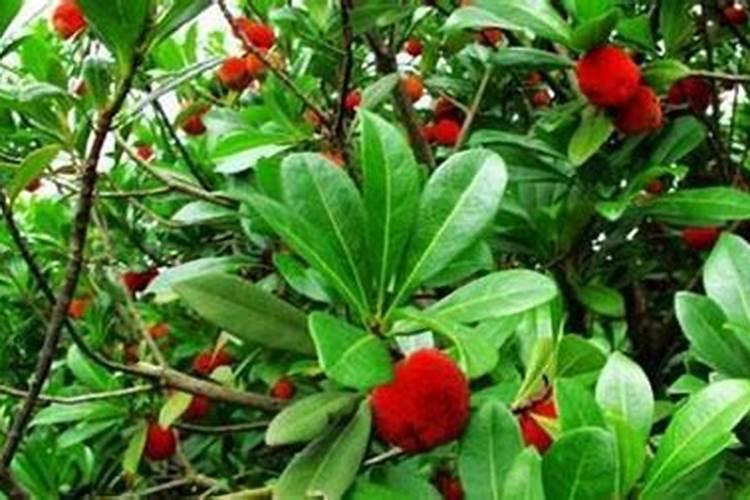 种杨梅树什么时候施肥