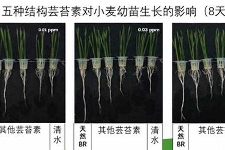 芸苔素使用技巧