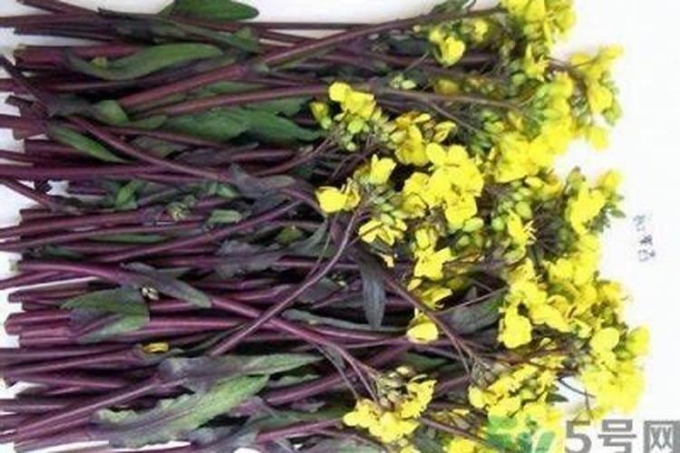 多少油菜花可以提取1克芸苔素？
