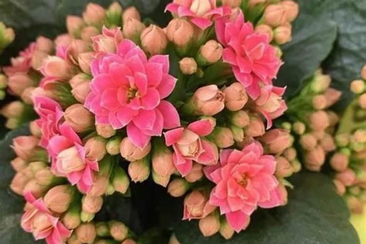 长春花浇什么肥料合适