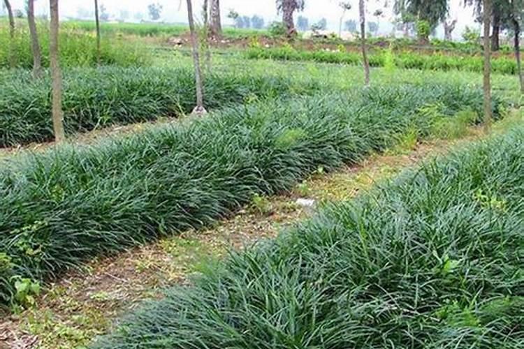 麦冬怎么种 麦冬的种植方法