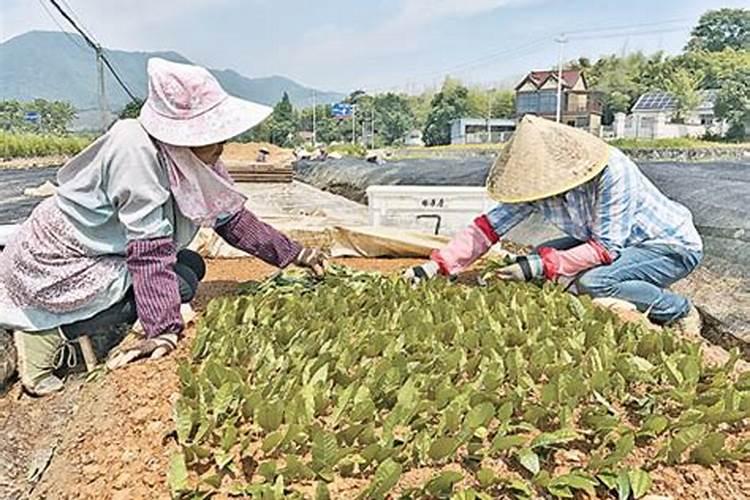 石榴扦插苗期炭疽病该如何防治？