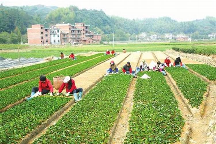 茶叶叶面肥催芽肥的正确使用,茶叶叶面肥施尿素好不好