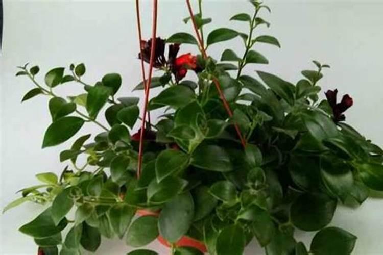 口红吊兰的花期浇水和施肥