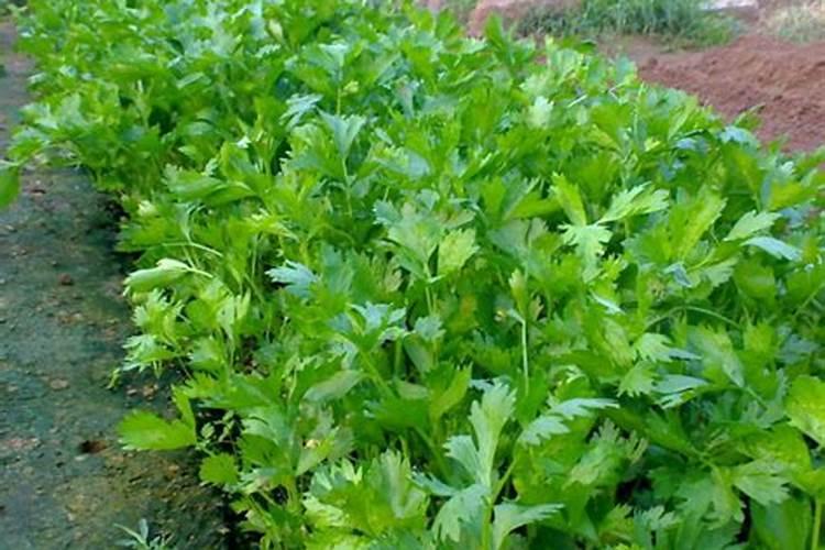芹菜后期冲什么肥料好