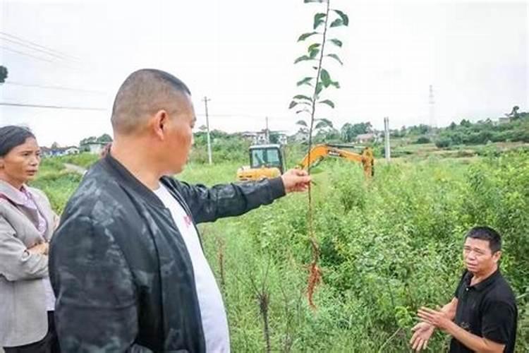 树苗多久施肥 树苗何时需要施肥