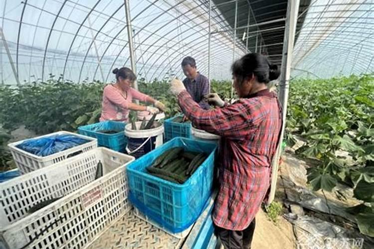 大棚黄瓜专用冲施肥使用技巧