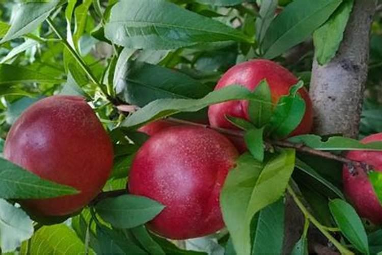 榕树的追肥用什么肥料好