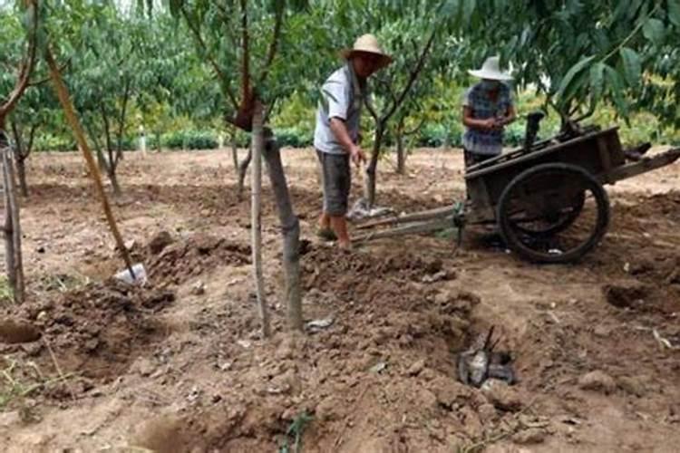 鱼内脏怎么发酵做肥料 可以用于什么植物