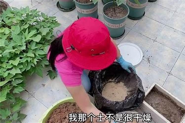 求教鱼内脏能否做肥料