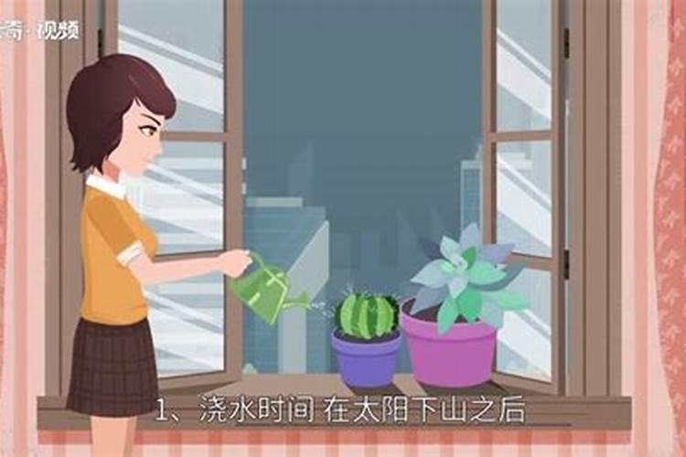紫卡多肉夏天怎么养 紫卡多肉夏天的养殖方法