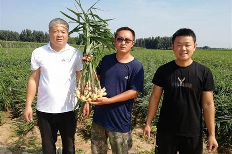 生姜种植技术和施肥方法