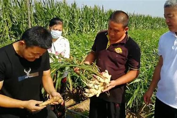 大姜种的时候都用什么肥料