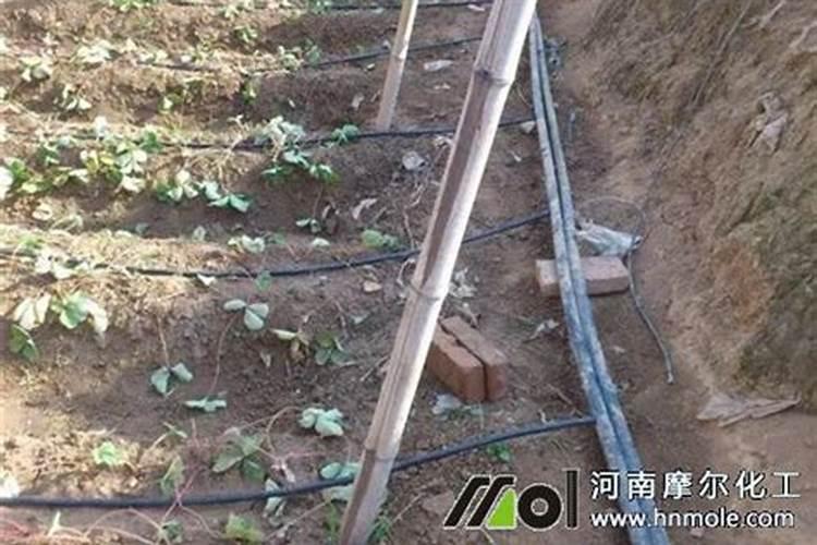 鱼蛋白液体肥使用方法