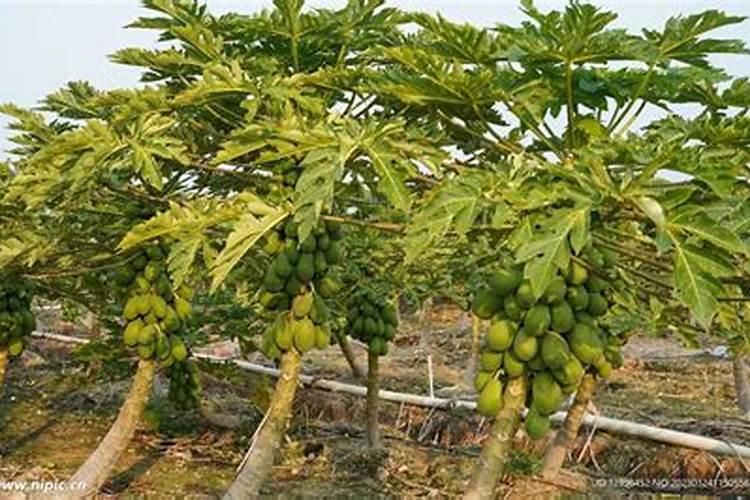 木瓜树施什么肥最好？