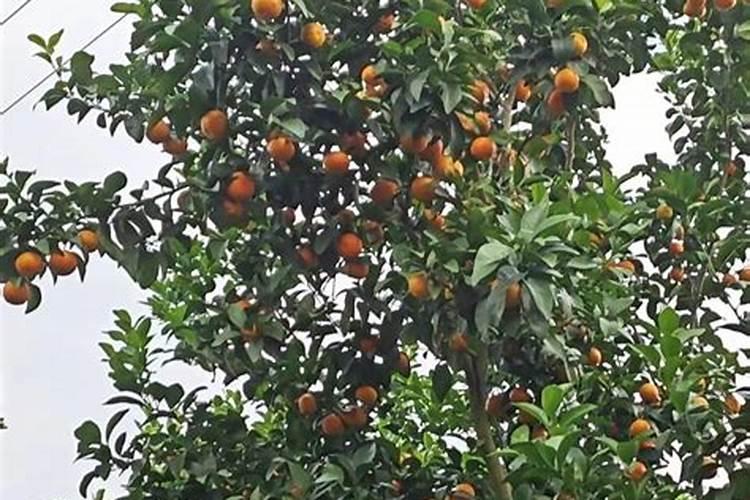 青菜种下去以后,具体怎么施肥呢？