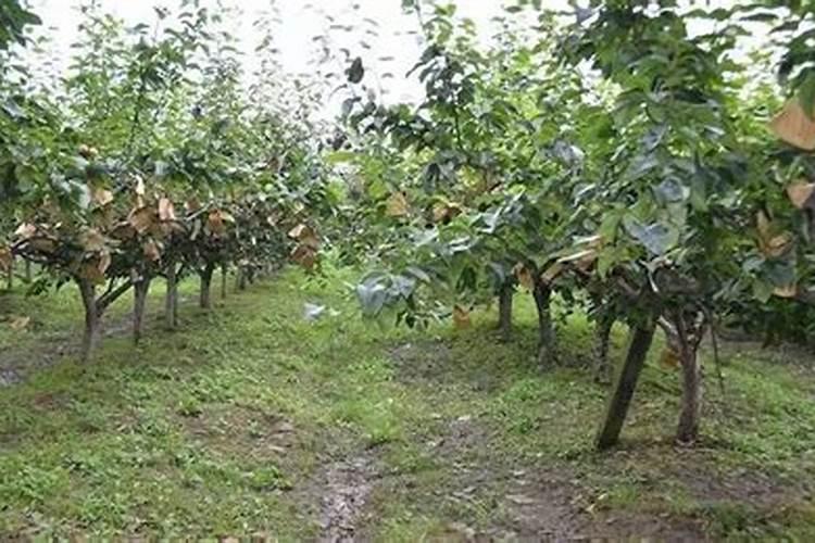 秋月梨过了十月一上什么肥料好