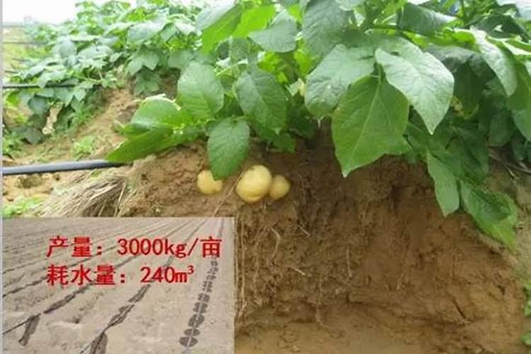 尿素水的作用叶面喷土豆每次用量多少