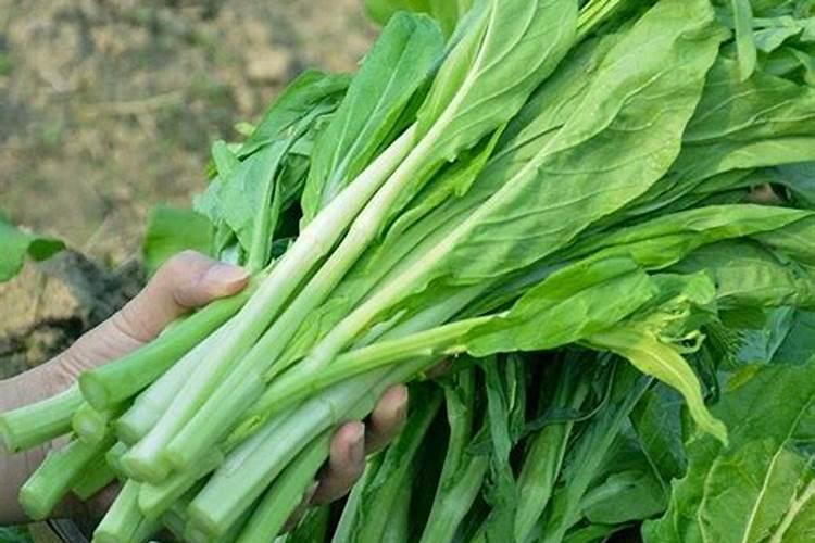 大白菜苔什么时候种植最好？