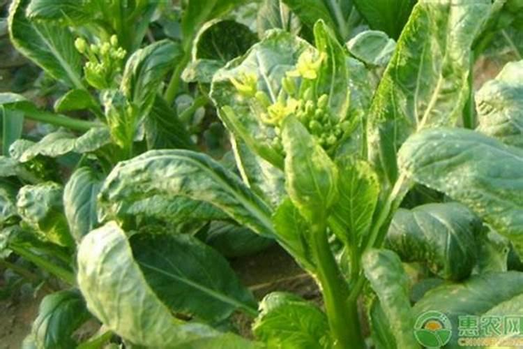 四九菜心是白菜苔吗