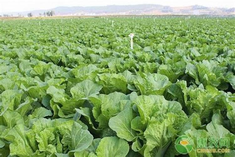白菜苔苗提苗用什么肥料