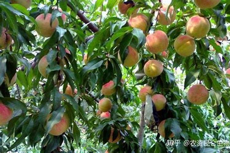 鱼蛋白使用注意事项