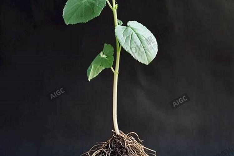 落地生根能嫁接茄子吗？