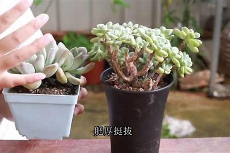 硝酸钾尿素晶体二铵三者怎样可以调出平衡肥