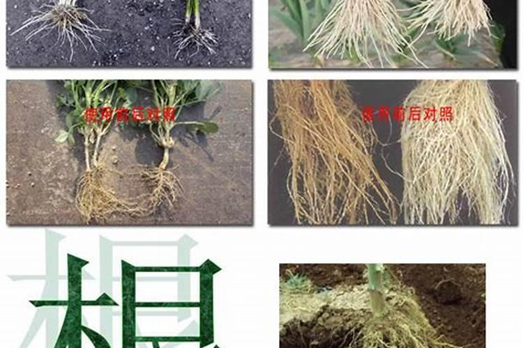 氨基酸对植物的功效与作用