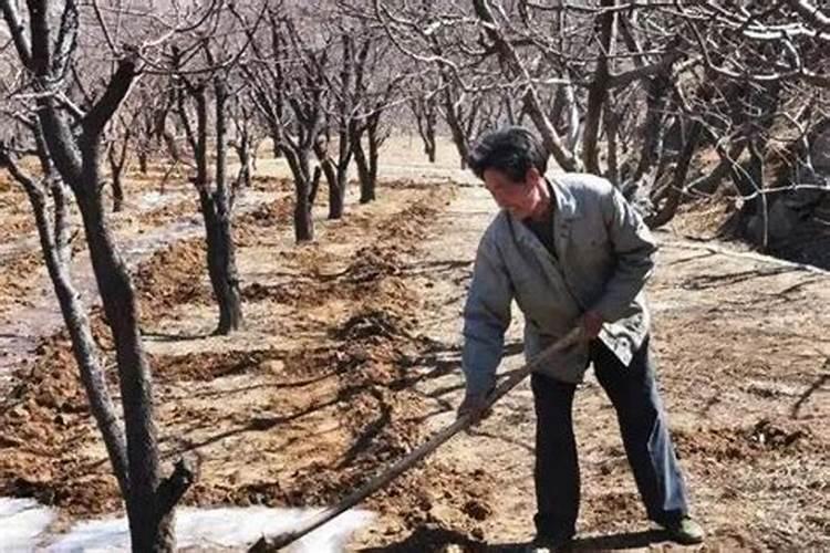 新栽的果树多久可以施肥