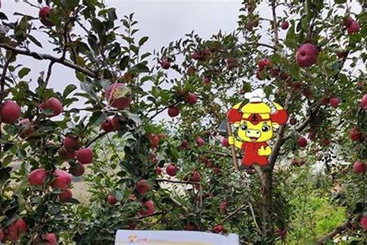 为什么施用硼肥能提高马铃薯的产量
