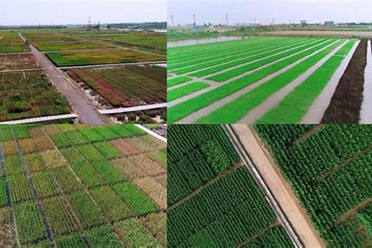 一晌地用多少钱的化肥