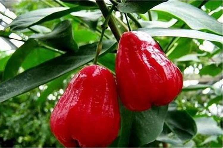 莲雾膨果期施什么肥料
