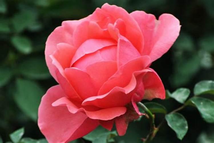 月季花夏季施什么肥好