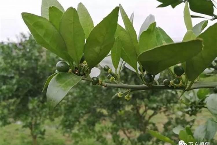 砂糖桔环割后撒钾肥有用吗？