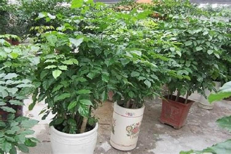 绿宝树用什么肥料最好