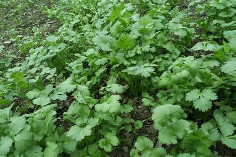 夏季香菜怎样防止抽苔