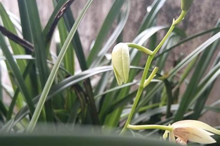 冬天需要给花施叶面肥吗