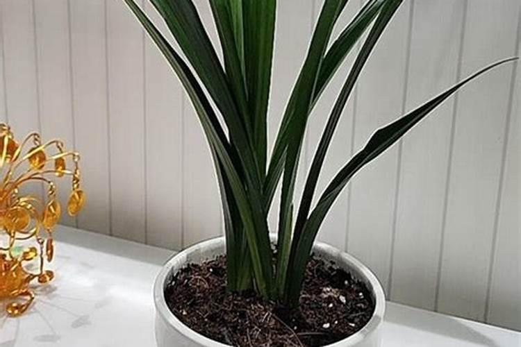 冬天需要给花施叶面肥吗