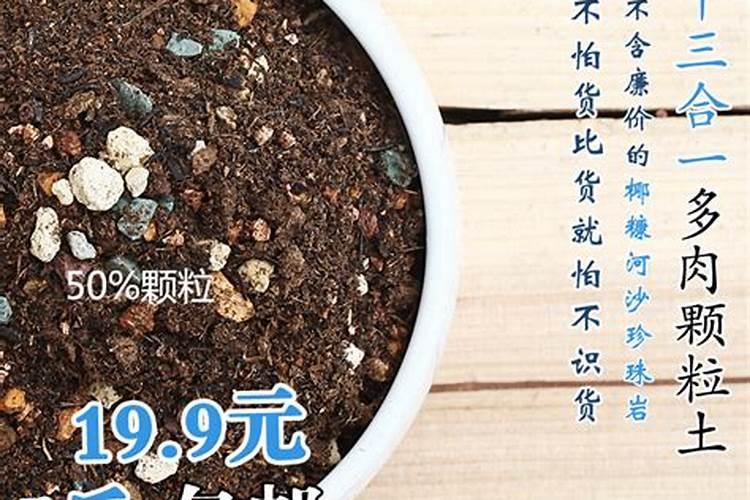 多肉叶插小苗怎么养护