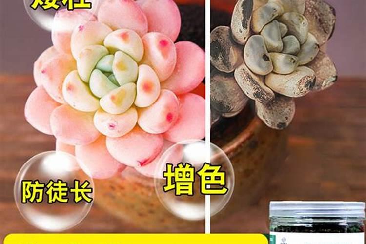 多肉批发哪里最便宜
