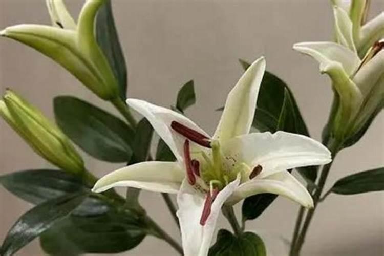 百合有花骨朵了,还可以施肥吗？