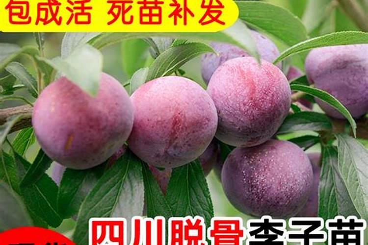 洋葱中后期怎么管理