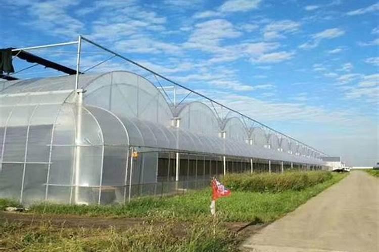 重庆巫溪可以种植灯笼果吗？