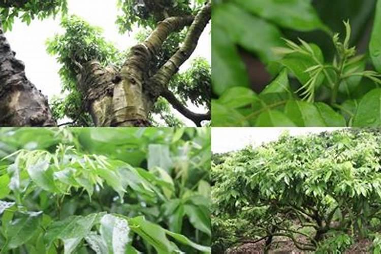 钾肥价格多少钱一吨 如何挑选优质的钾素肥料