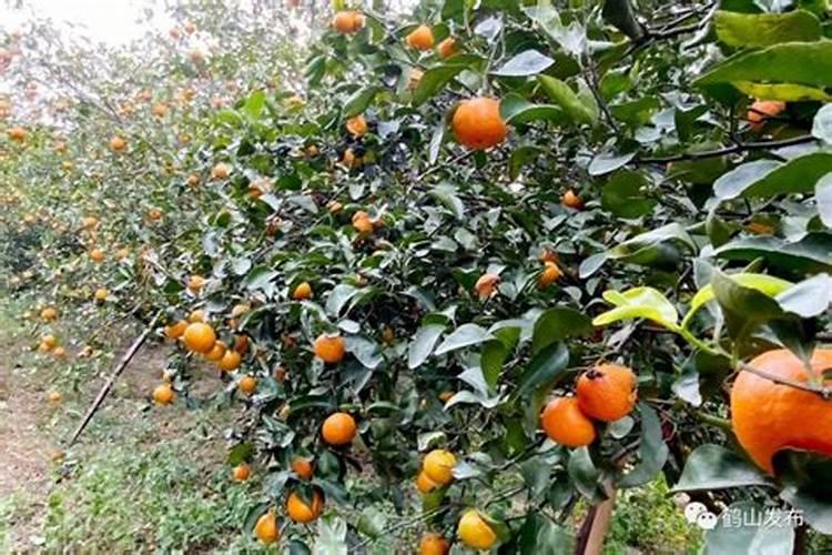 砂糖橘用什么肥料好