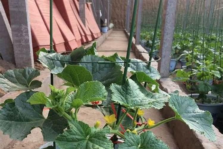 种香瓜用什么肥料最好